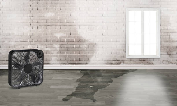 Best Ceiling water damage repair  in Cotter, AR