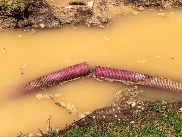 Best Professional water damage repair  in Cotter, AR